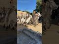 Bandido manade La Lauze à Buzignargues