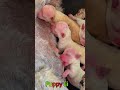 かわいい子犬の日常 #koreaPuppies #japanDogs