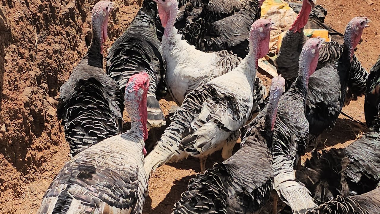 COMPARING 100 TURKEYS VS 500 CHICKEN? Which is the best investment 🤔 ...