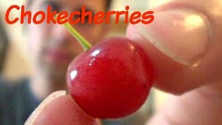 Chokecherries Review and Juice Recipe - Weird Fruit Explorer Ep. 111