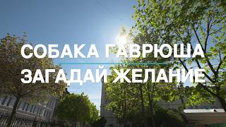 Бродячая собака Гаврюша. Загадай желание Бродячая собака Гаврюша. Загадай желание
