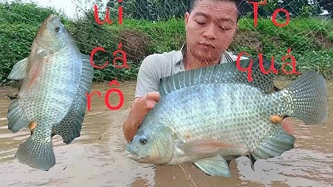 Ra đồng giăng lưới bắt cá gặp toàn  rô phi khủng