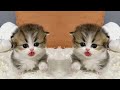 猫の赤ちゃんたちがあなたの心を癒す！♥