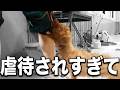 【次元が違う】虐待され続けて育った犬はここまで咬傷犬になってしまうのか...?愛護センターへ緊急保護！