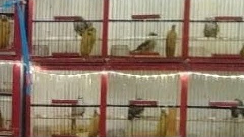 obral gila-gilaan semua jenis burung