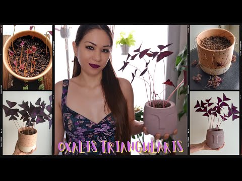 Video: Oxalis Rechtop