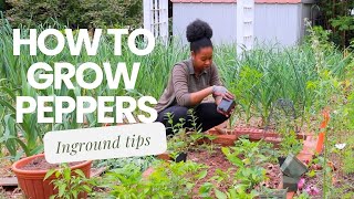 Tips on Growing Peppers🌶️ 🫑, Eggplants and Flowers in Ground || Irie Gardens