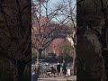 Spring days in Prague