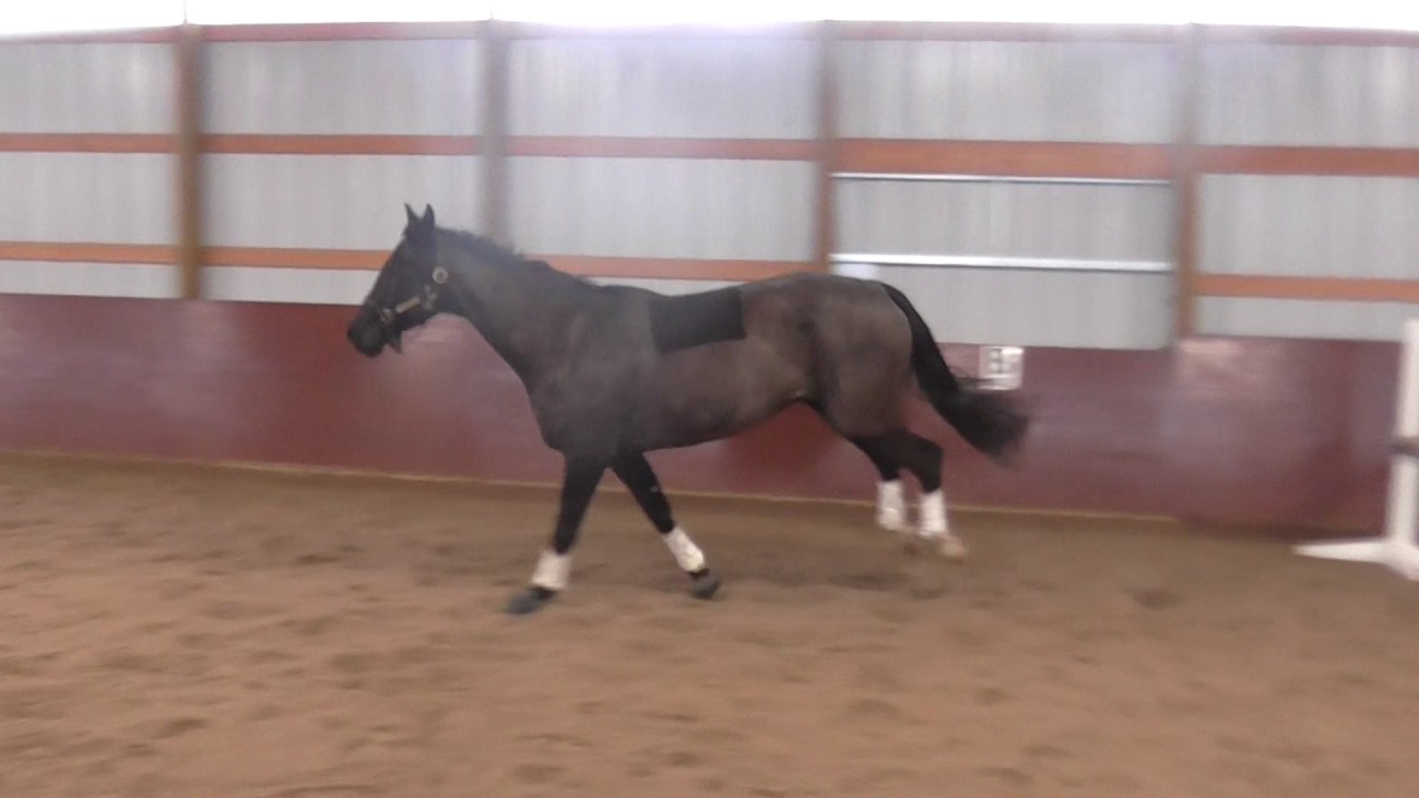 Dressage horses free jumping!!!