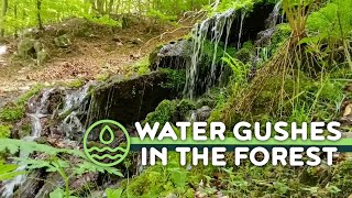 Relaxing forest waterfall nature sounds Nature Sounds Forest Calming  sleep | Mind out of office