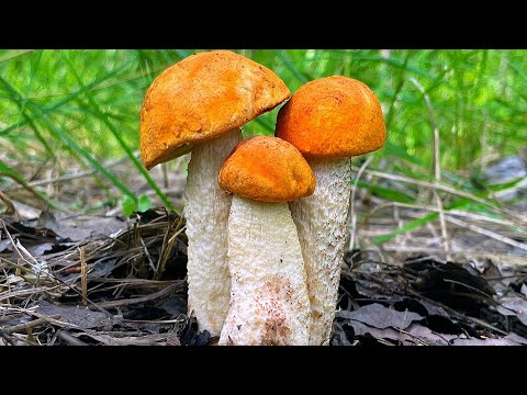 Грибник ОБАЛДЕЛ КОГДА УВИДЕЛ ЭТО..! ПОДОСИНОВИКИ НА КАЖДОМ ШАГУ! ТАКОГО ВЫ ЕЩЁ НЕ ВИДЕЛИ! Грибы 2022