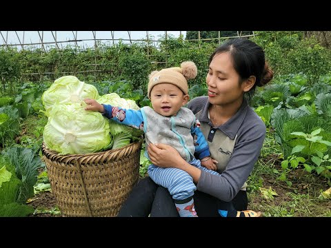 Single mother: harvesting cabbage to sell - bathing children - taking care of pets