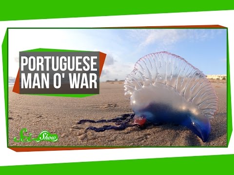 Video: Varför klassas den portugisiska krigsmannen som en hydroid?