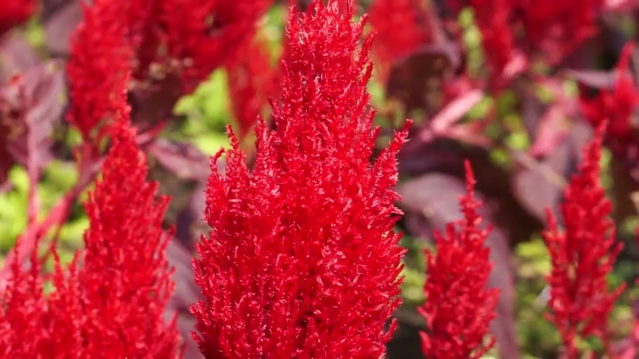 炎のような鮮やかな2色の花 ケイトウ 秋のくじゅう花公園 - YouTube