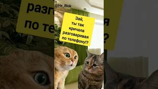 Два кота в лапах афериста #двакота #мем2024 #shorts #мошенники #cat #котики