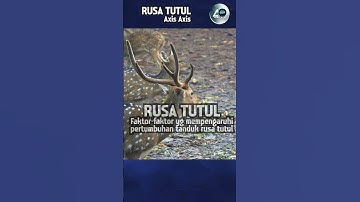 RUSA TUTUL | Faktor yg mempengaruhi pertumbuhan tanduk Rusa Tutul #shorts #short #rusa #rusatutul