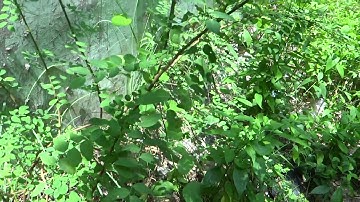 cây phèn đen -  trị đau lưng - gai cột sống - cây mực