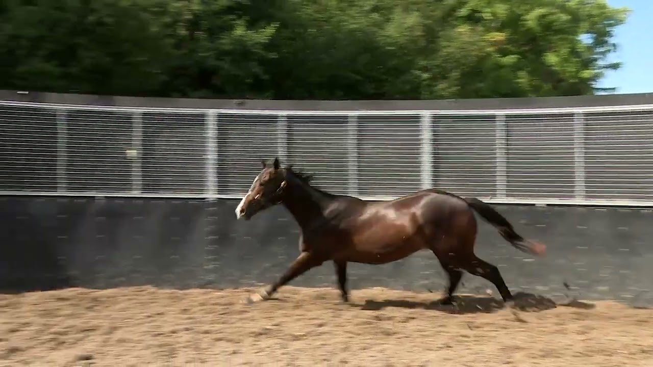 Lot 26 Goffs UK Yorton 2022 Sale Loose Jumping Video