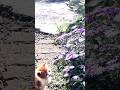 Runaway - Aurora | Lyrics | Aesthetic | Slowed | #shorts #lyrics
