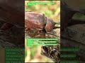 ¿Rojo o Negro? El encuentro del Escarabajo Rinoceronte #Insectos #Vida #昆虫図鑑 #昆虫観察 #insects #undaze