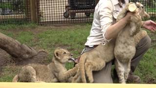 富士サファリパーク　ライオンの赤ちゃん　じゃれる