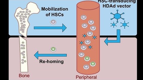 Differences between Mobilisation and Homing of Haematopoietic Stem cells