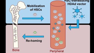 Differences Between Mobilisation And Homing Of Haematopoietic Stem Cells