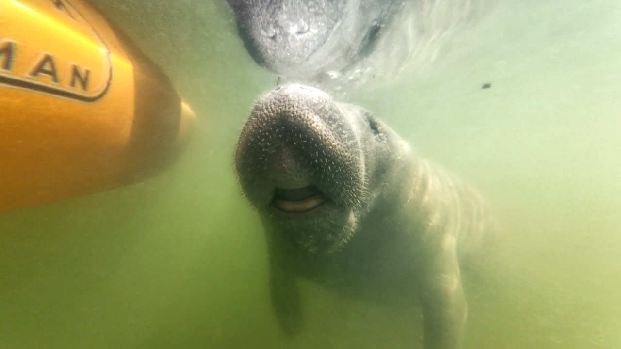 Crazy Close Encounter With Manatee!