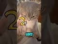 3 Signs Your Cat Is About To Bite 😳🐱