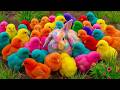 Tangkap Ayam Lucu, ayam warna warni, ayam rainbow, kelinci lucu, bebek lucu, ikan koi, Hewan Lucu