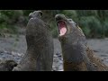 Elephant Seals Spar in South Georgia | Wild Travel | Robert E Fuller