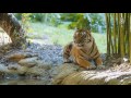Bringing Back Extinct Tigers with Surrogate House Cats
