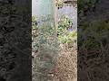 অবিশ্বাস্য ফিশ ট্র্যাপ! নদীতে মাছ ধরার দারুণ কৌশল | Fish Trap Fishing Video#foryou #shorts#fishhard