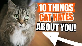 10 THINGS CATS HATE about HUMANS😾 Avoid them!