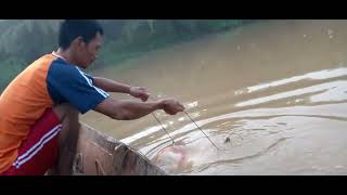 rawai jadi kusut ketikah di angkat, ternyata ikan patin besar seberat 34 kg