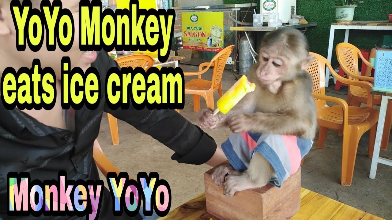 Monkey Baby Yoyo | - YouTube