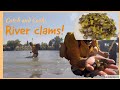 【river clam】Sacramento river clam catch and cook + wild walnut picking + Oroville dam salmon fishing