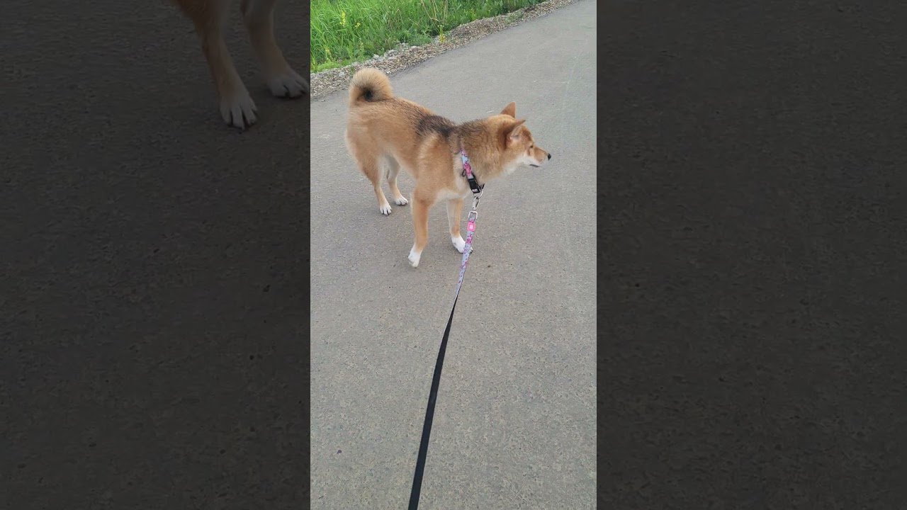 When Your Shiba’s Just NOT in the Mood to Listen 😤🐾 