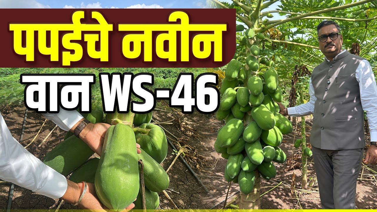 पपईचे नवीन वान WS-46 | Papai che navin vaan WS-46