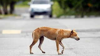 Dr Subra Ume All Dogs In Sarawak Exposed To Rabies