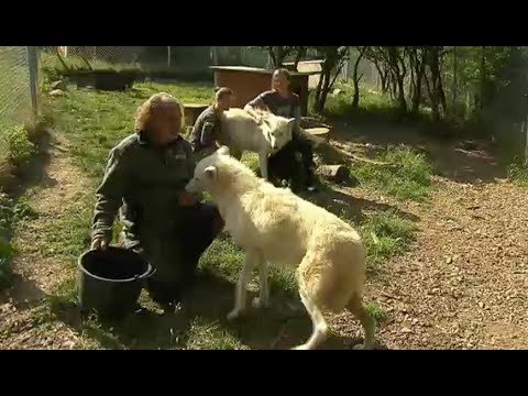 Leben Mit 14 Wolfen Besuch Bei Matthias Und Birgit Vogelsang In Einbeck Youtube