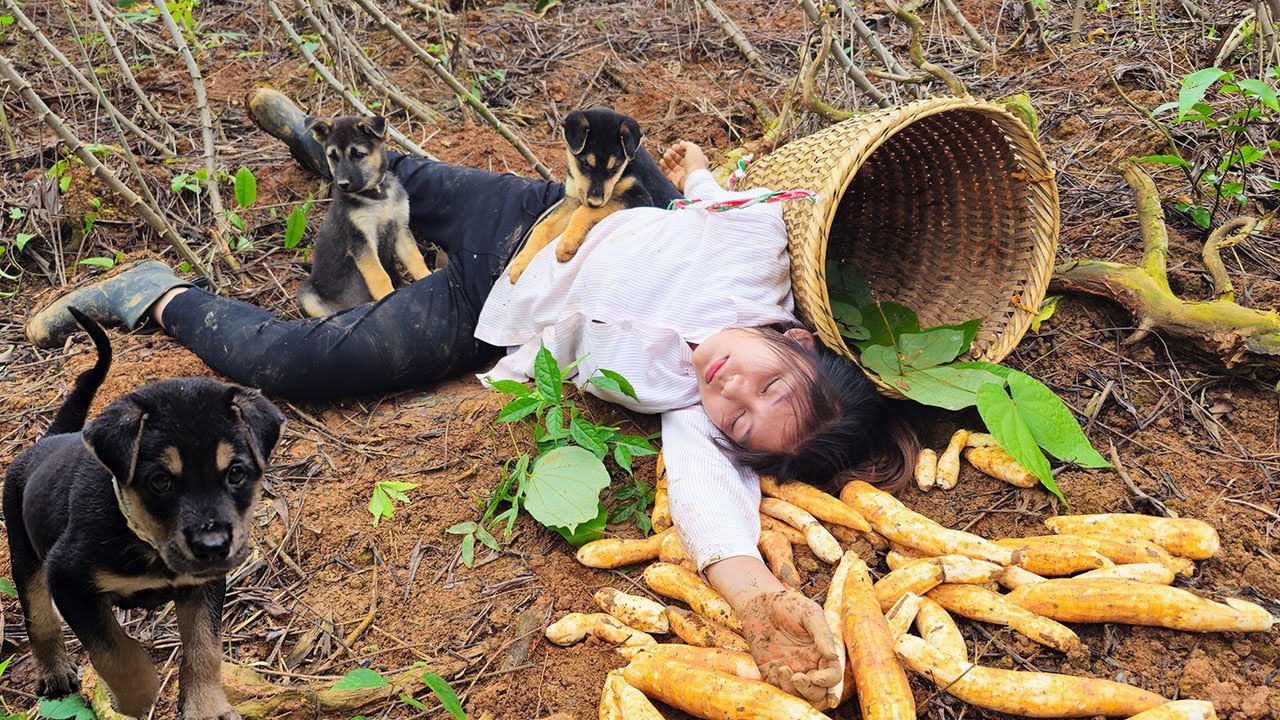 Free life — Girl alone and her two smart Dogs helping her Harvest cassava @Triệu Ly