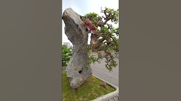 tác phẩm duối bám đá đẹp #bonsai #bonsaipt #bonsaitree #caycanh #foryou