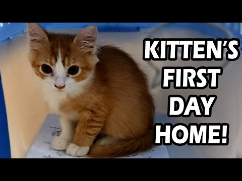 Video: The First Days Of A Kitten In A New Home