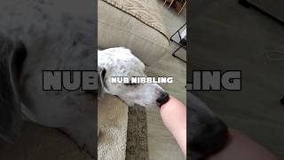 Loves nibbling the nub #funny #adaptiveathlete