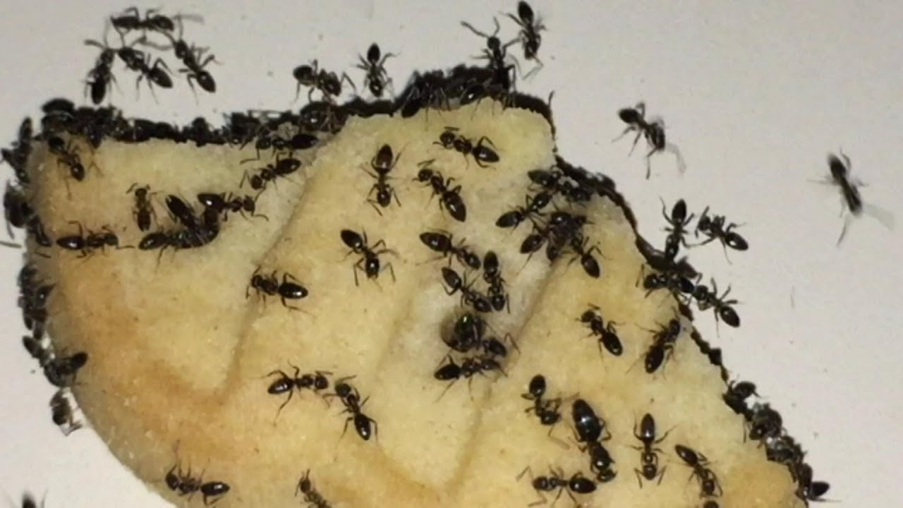 GETTING RID OF ANTS in the KITCHEN NATURALLY YouTube