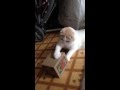 猫の貯金箱で遊ぶスコティッシュフォールドの子猫 みるきぃ☆Part3