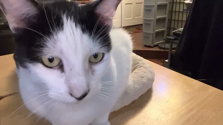 Jack Holstein, the political cat (11/14/22)