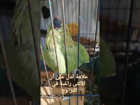 علامات تدل علي رغبة الانثي الدرة الهندي في ال انثي زايفة طلبة لل