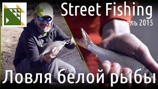 Ловля белой рыбы на спиннинг. Рыбалка весной.